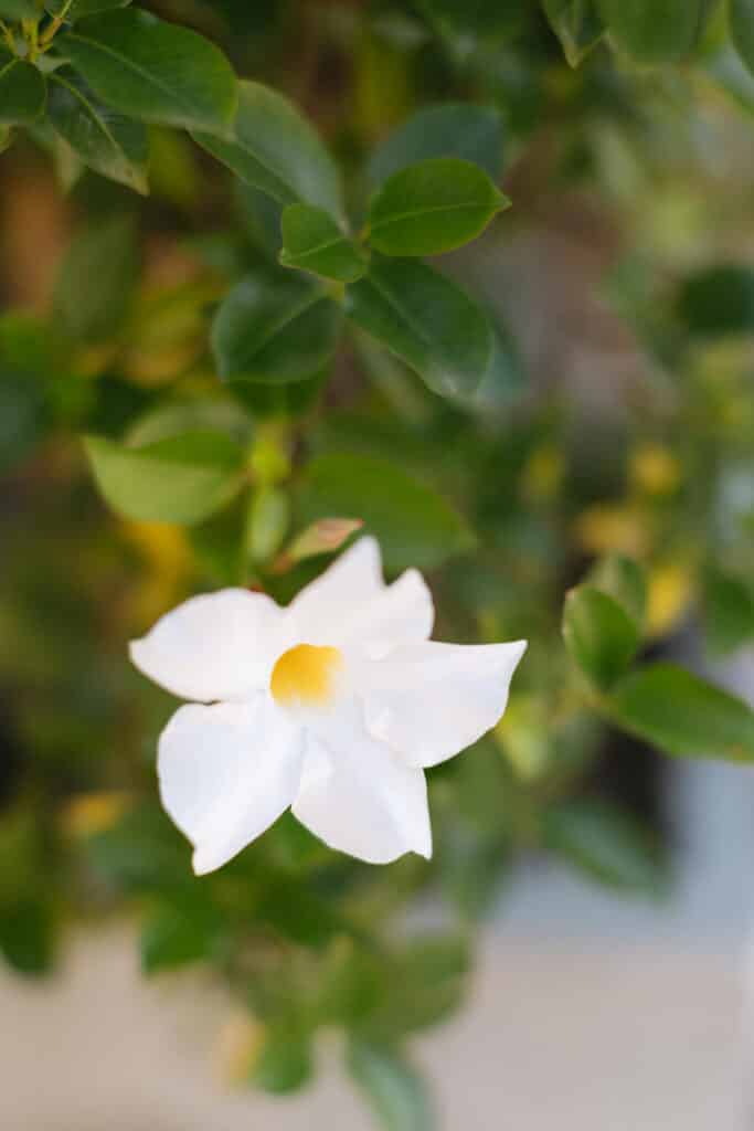 organic wedding in the barcelona countryside